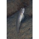 Amblygobius sp. 1 of Suzuki (2004)