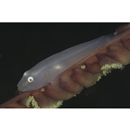 Pleurosicya boldinghi Weber, 1913