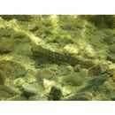 Sicyopterus japonicus (Tanaka, 1909)