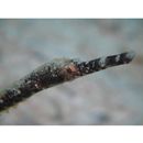 Trachyrhamphus bicoarctatus (Bleeker, 1857)