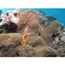 Amphiprion sandaracinos Allen, 1972