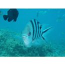 Abudefduf sexfasciatus (Lacepede, 1801)