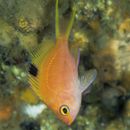 Sacura margaritacea (Hilgendorf, 1879)