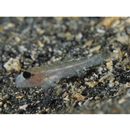 Istigobius hoshinonis (Tanaka, 1917)