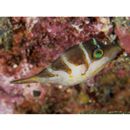 Canthigaster axiologa Whitley, 1931