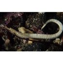 Festucalex erythraeus (Gilbert, 1905)