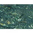 Vanderhorstia kizakura Iwata, Shibukawa et Ohnishi, 2007