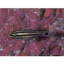 Ostorhinchus doederleini (Jordan et Snyder, 1901)