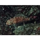 Scarus fuscocaudalis Randall et Myers, 2000