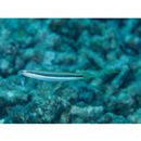 Aspidontus dussumieri (Valenciennes, 1836)