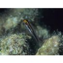 Eviota nigrispina Greenfield et Suzuki, 2010