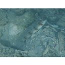 Amblyeleotris masuii Aonuma et Yoshino, 1996