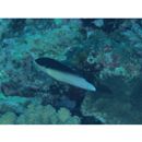 Anampses neoguinaicus Bleeker, 1878