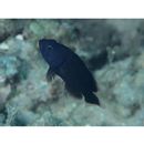 Cephalopholis sonnerati (Valenciennes, 1828)