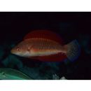 Cirrhilabrus rubripinnis Randall et Carpenter, 1980