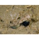 Signigobius biocellatus Hoese et Allen, 1977