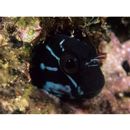 Ecsenius namiyei (Jordan et Evermann, 1902)