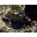 Pterosynchiropus splendidus (Herre, 1927)