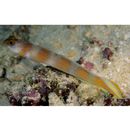 Amblyeleotris yanoi Aonuma et Yoshino, 1996