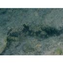 Bathygobius fuscus (Ruppell, 1830)