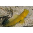 Cryptocentrus fasciatus (Playfair, 1867)