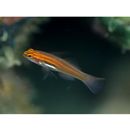 Eviota atriventris Greenfield et Suzuki, 2012