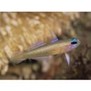 Tryssogobius sarah Allen et Erdmann, 2012