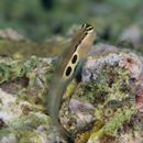 Ecsenius bimaculatus Springer, 1971