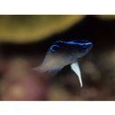 Chrysiptera rollandi (Whitley, 1961)