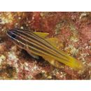 Apogon chrysotaenia Bleeker, 1851