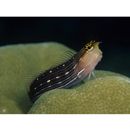 Ecsenius pictus McKinney et Springer, 1976