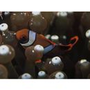 Amphiprion ocellaris Cuvier, 1830