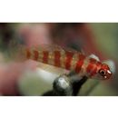 Trimma cana Winterbottom, 2004