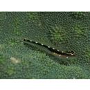 Eviota sebreei Jordan et Seale, 1906