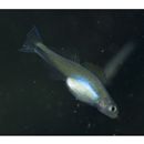 Parioglossus senoui Suzuki, Yonezawa et Sakaue, 2010