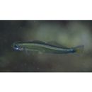 Parioglossus senoui Suzuki, Yonezawa et Sakaue, 2010