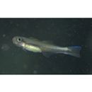 Parioglossus senoui Suzuki, Yonezawa et Sakaue, 2010