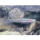 Parioglossus caeruleolineatus Suzuki, Yonezawa et Sakaue, 2010