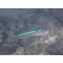 Parioglossus caeruleolineatus Suzuki, Yonezawa et Sakaue, 2010