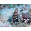 Amblyeleotris wheeleri (Polunin et Lubbock, 1977)