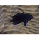 Pomacentrus brachialis Cuvier, 1830