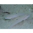 Valenciennea sexguttata (Valenciennes, 1837)