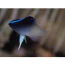 Chrysiptera rollandi (Whitley, 1961)