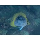 スポットテール・バタフライフィッシュ