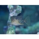 Ostracion solorensis Bleeker, 1856