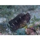 Salarias ramosus Bath, 1992