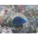 Pomacentrus burroughi Fowler, 1918