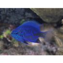 Chrysiptera springeri (Allen, 1976)