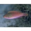 Cirrhilabrus lyukyuensis Ishikawa, 1904