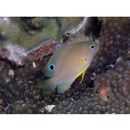 Pomacentrus amboinensis Bleeker, 1868